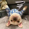 Pet Sweater Fashion Dog Cat Clothes French Bulldog Teddy Poodle Chenery Plush Sweater