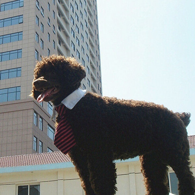 Fashion Dog Cat Striped Bow Tie Collar Wholesale