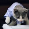 Warm Cat Clothes Autumn Winter Pet Clothing For Small Cats