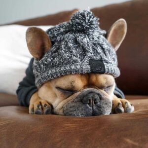 Winter Pet Dog Hat Cap...