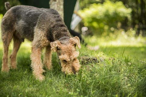 the airedaile terrier dog eats the grass at the royalty free image 817926940 1567498617 Wholesale Dog & Cat Clothing