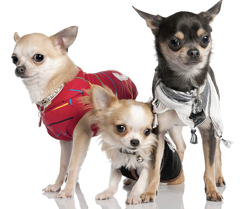 0314 6 Wholesale Dog & Cat Clothing